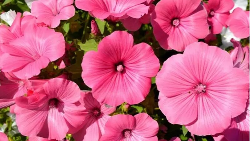 Hoa cẩm quỳ có tác dụng gì?