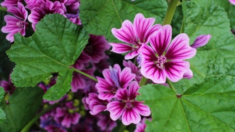 Cách trồng hoa cẩm quỳ tại nhà