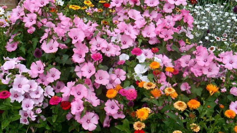 Ý nghĩa của hoa cẩm quỳ