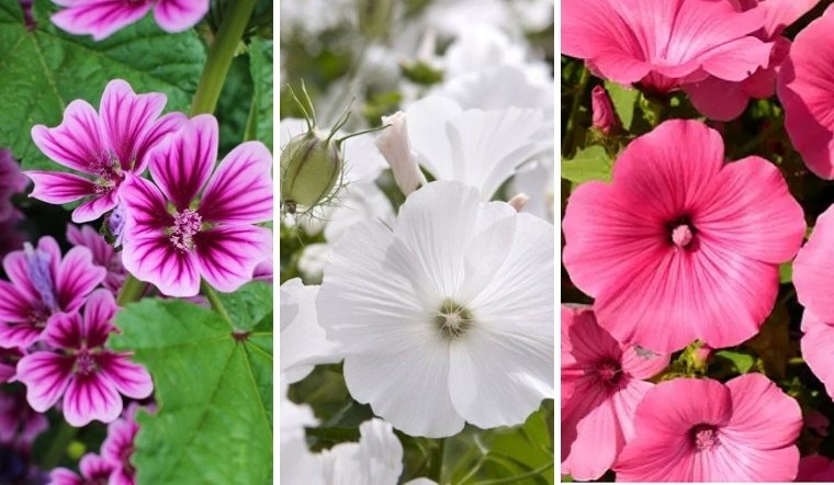 Hoa cẩm quỳ: Ý nghĩa, công dụng, cách trồng và chăm sóc