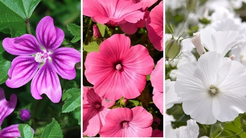 Tìm hiểu về hoa cẩm quỳ