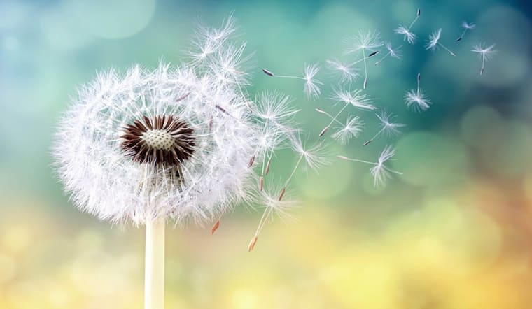 Hoa của sự cô đơn: 7 loài hoa là "người bạn" trong nỗi niềm tĩnh lặng