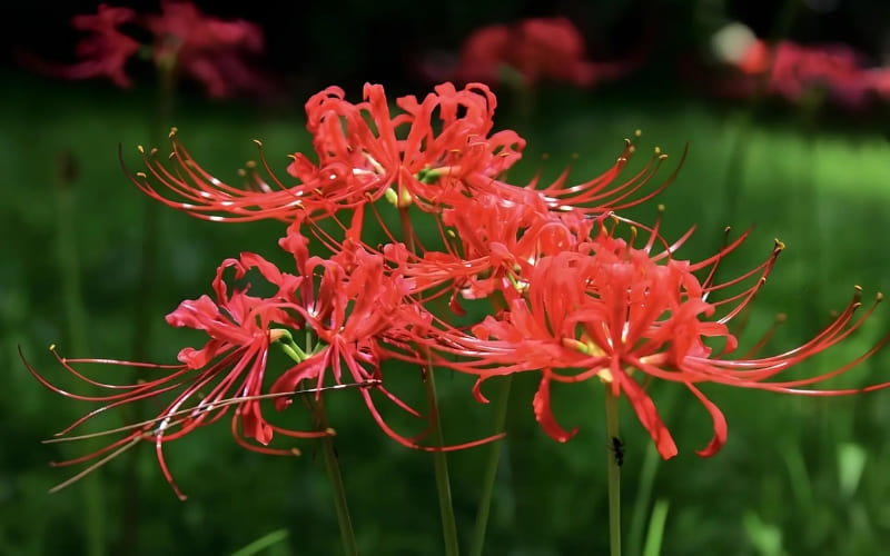 Hoa Bỉ Ngạn gợi nhắc nỗi cô đơn sâu thẳm.