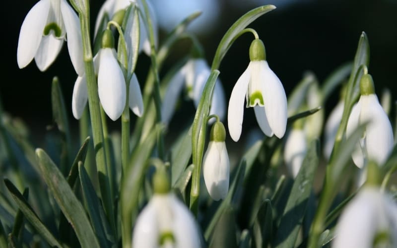 Hoa Xuyên Tuyết thể hiện vẻ đẹp kiên cường cô độc.