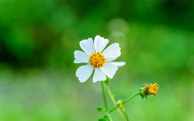 Những loài hoa giúp an ủi tâm hồn cô đơn.