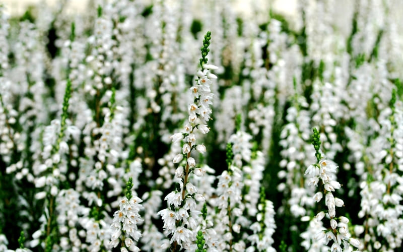 Hoa Heather Trắng nhắc về sự cô độc tự bảo vệ.