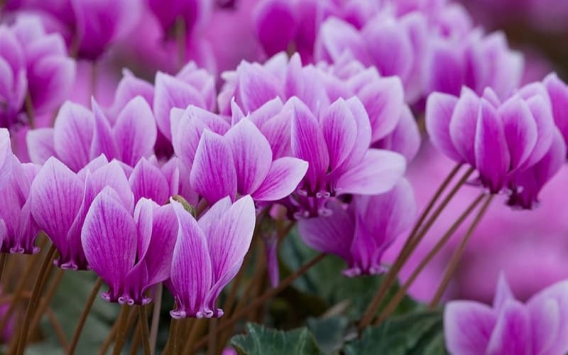 Cyclamen gợi sự từ chức và chia ly thầm lặng.
