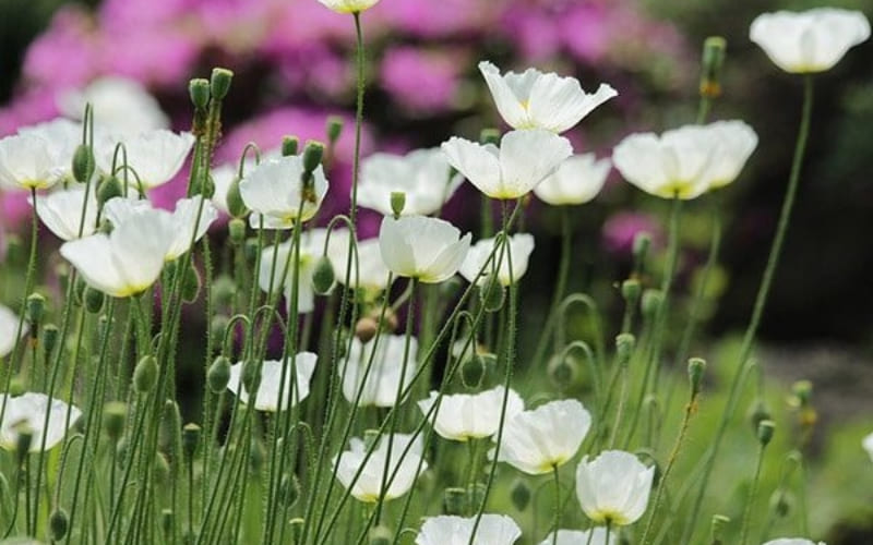 Hoa Anh Túc Trắng mang đến giấc ngủ lãng quên.