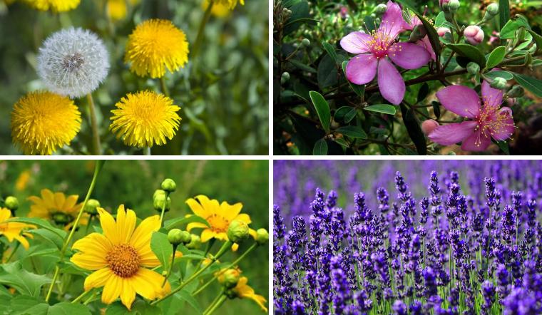 Hoa của sự chờ đợi: 7 loài hoa mang ý nghĩa hy vọng và nỗi niềm mong nhớ