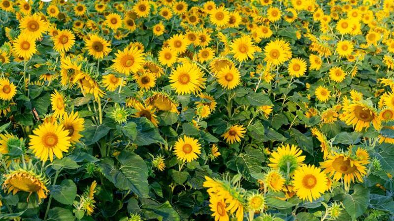 Hoa Hướng Dương