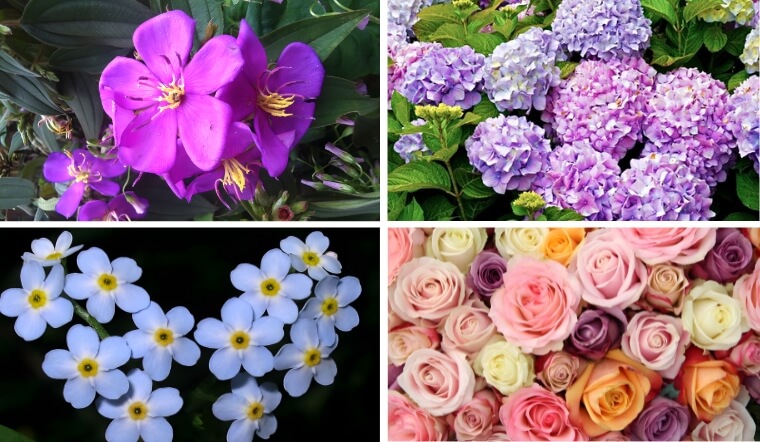 Hoa của sự chung thủy: TOP 8 loài hoa tượng trưng cho tình yêu vĩnh cửu