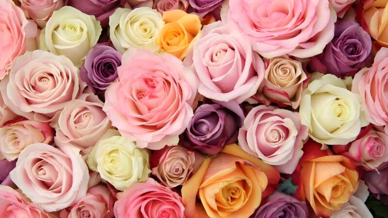 Hoa Hồng (Màu đặc biệt)