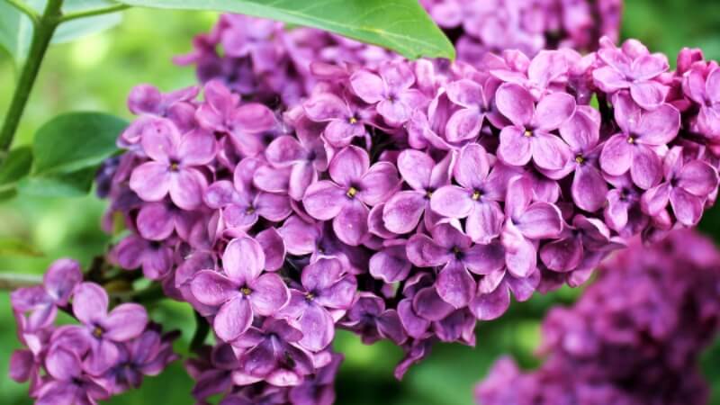 Hoa Tử Đinh Hương