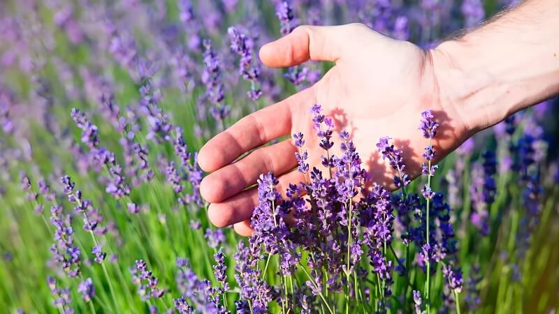 Hoa Oải Hương (Lavender)