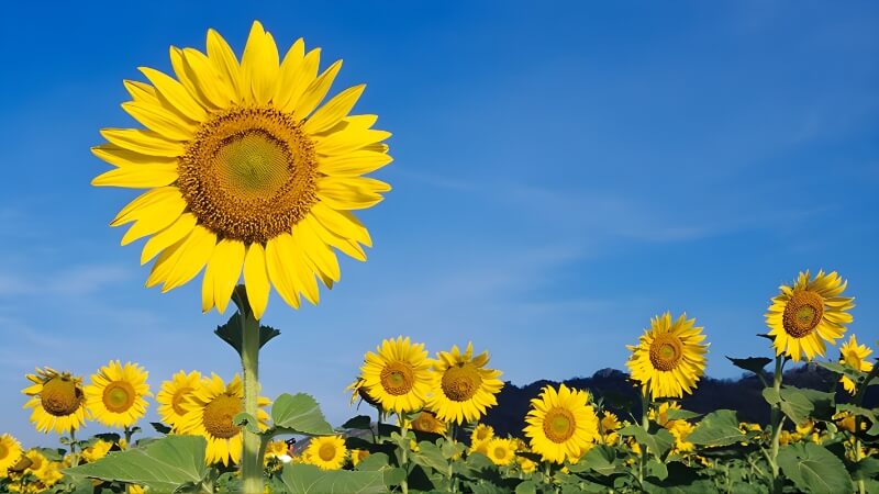 Hoa Hướng Dương