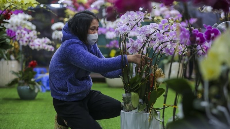 Chăm sóc lan hồ điệp cần ánh sáng khuếch tán, duy trì độ ẩm 50 - 70%