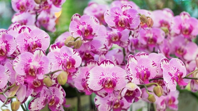 Lan hồ điệp vệt đốm, vân mây