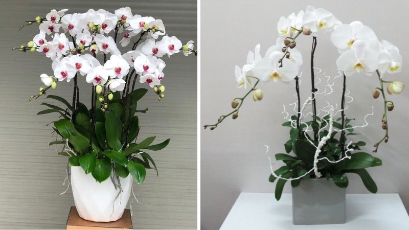 Hoa lan hồ điệp trắng