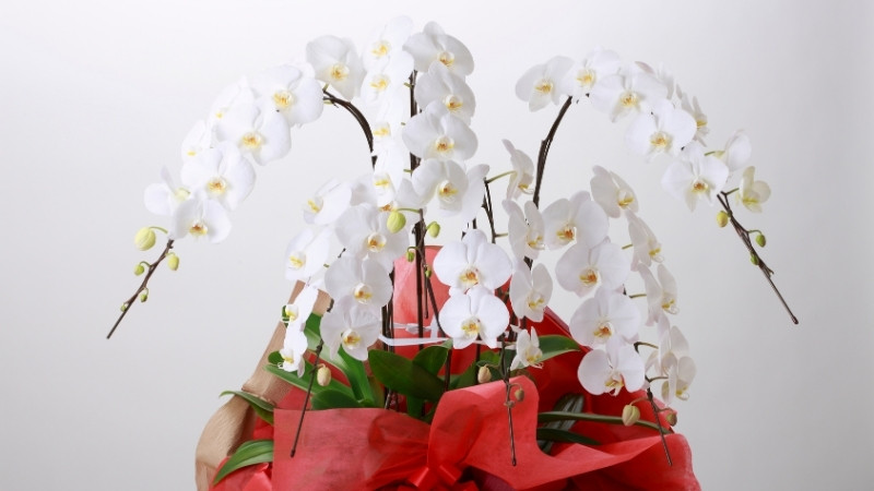 Lan hồ điệp trắng tinh khôi