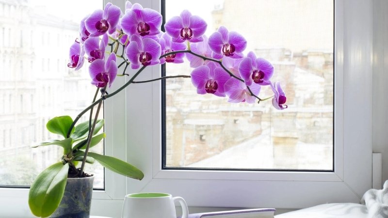 Lan hồ điệp cần giữ nhiệt độ ổn định, đảm bảo thông gió tốt