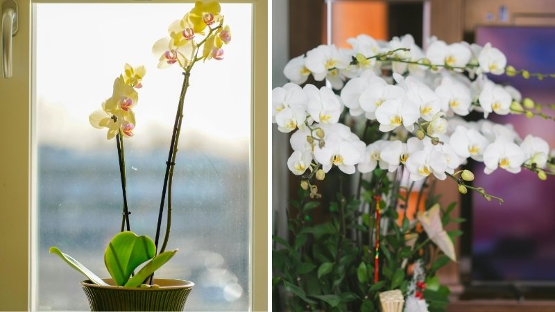 Lan hồ điệp vàng và trắng