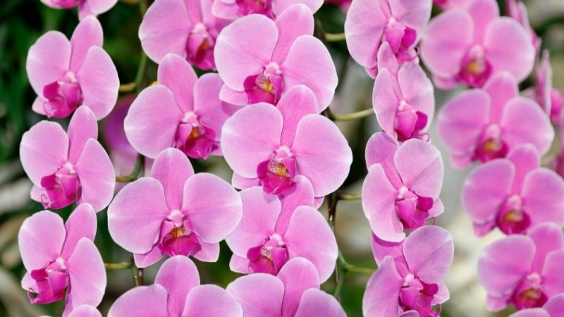 Lan hồ điệp mini