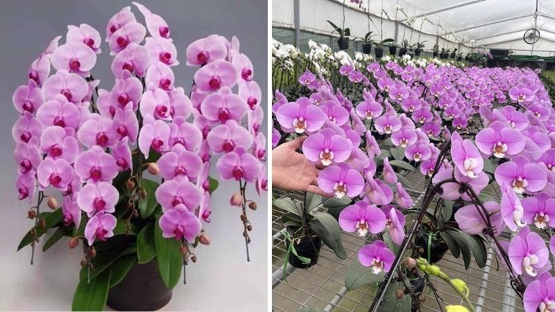 Lan hồ điệp đại