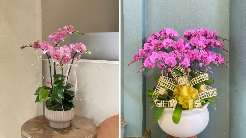 Nguồn gốc hoa lan hồ điệp chủ yếu từ các nước Đông Nam Á