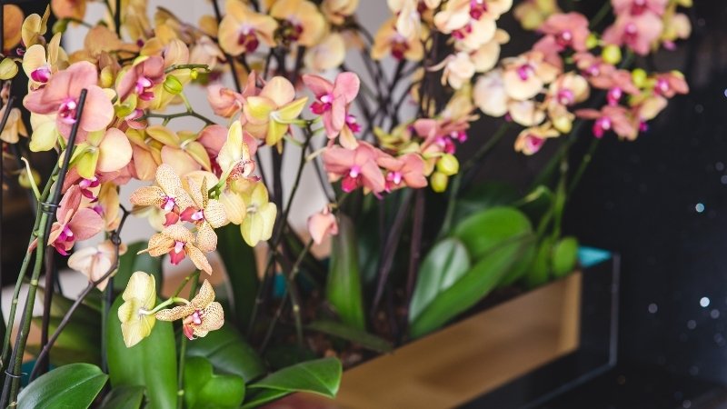 Lan hồ điệp mini