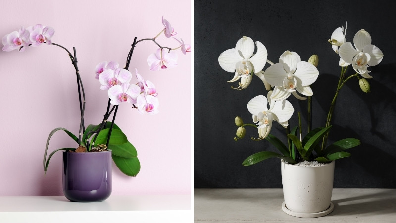 Chậu hoa lan hồ điệp