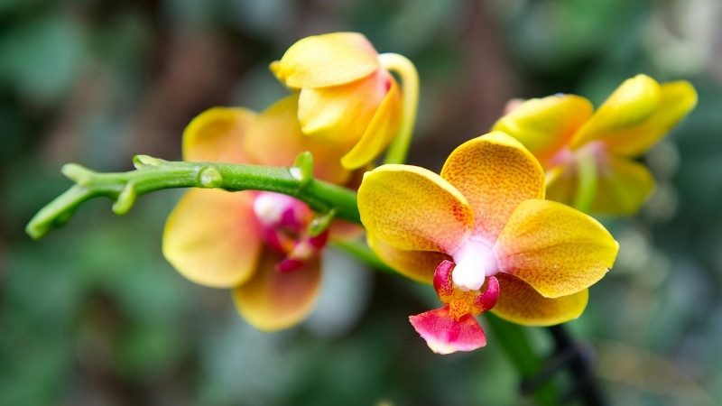 Lan hồ điệp vàng cam