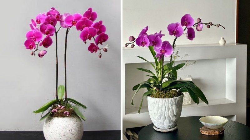 Lan hồ điệp tím