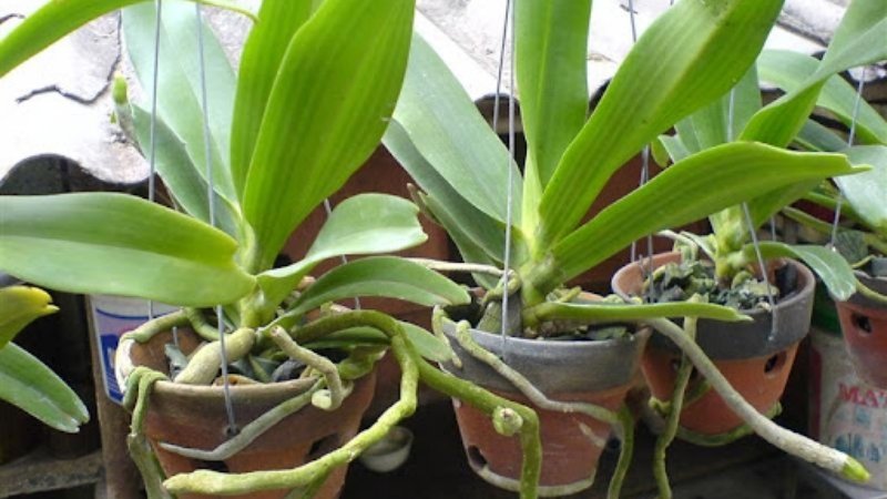 Chọn chậu thoáng khí, sử dụng giá thể vỏ thông/dớn