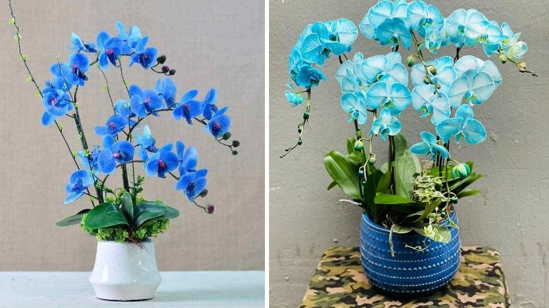 Lan hồ điệp màu xanh dương