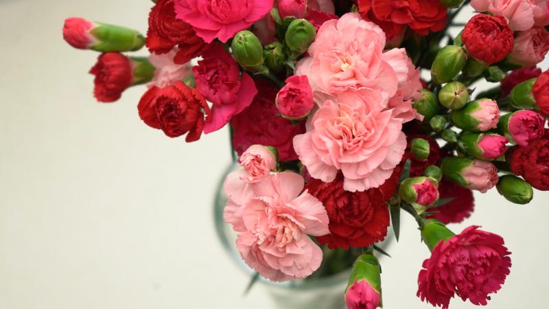 Hoa Cẩm Chướng Hoa Cẩm Chướng