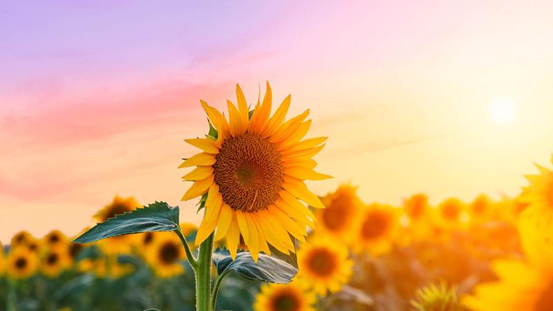 Hoa Hướng Dương Hoa Hướng Dương