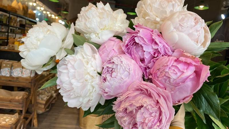 Hoa Mẫu Đơn Hoa Mẫu Đơn