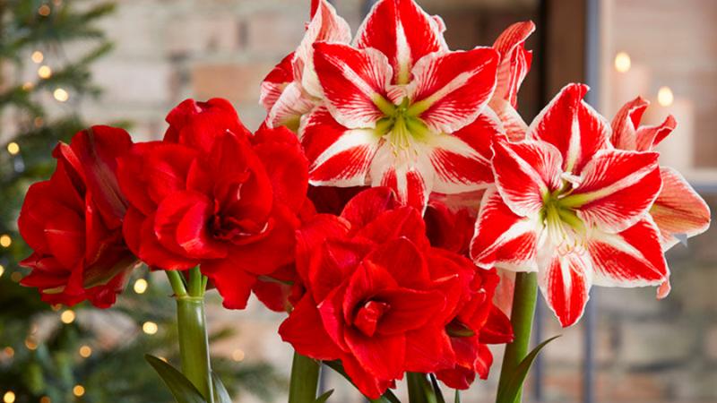 Hoa Loa Kèn Hoa Loa Kèn