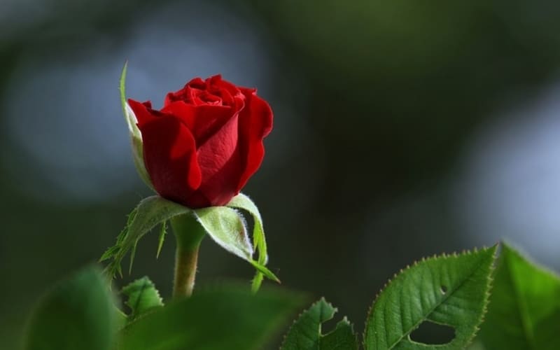 Một bông hoa hồng tượng trưng cho tình yêu đơn phương.