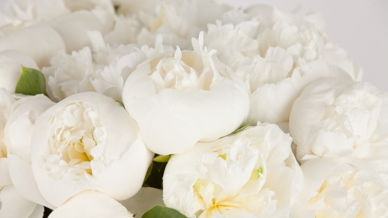 Màu trắng biểu tượng sự vượt lên hoàn cảnh