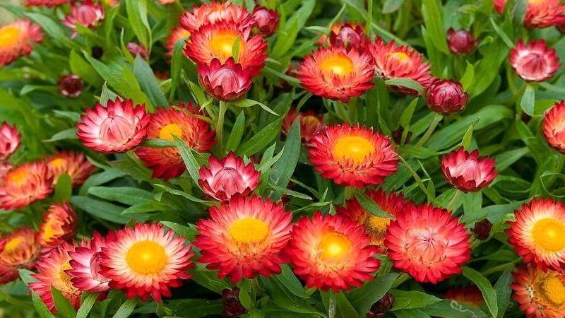 Những loài hoa thể hiện ý chí bền bỉ, sức sống vượt khó