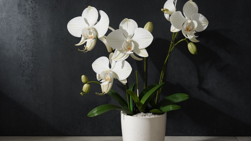 Tặng hoa lan cho phụ nữ mạnh mẽ