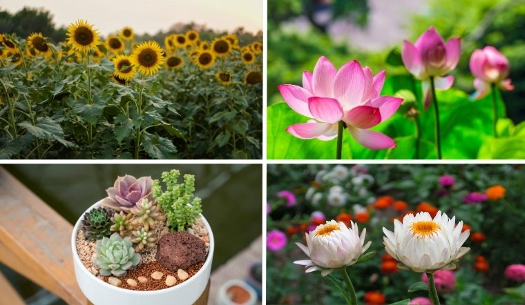 10 loài hoa tượng trưng cho sự mạnh mẽ, kiên cường, không bỏ cuộc