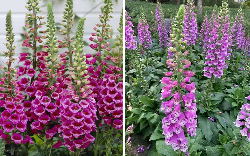 Hoa Mao Địa Hoàng Tím (Purple Foxglove): Sự si mê bí mật