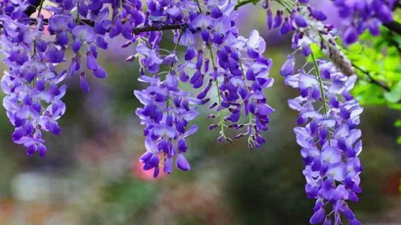 Hoa Tử Đằng (Wisteria): Tình yêu đơn phương đầy tôn thờ