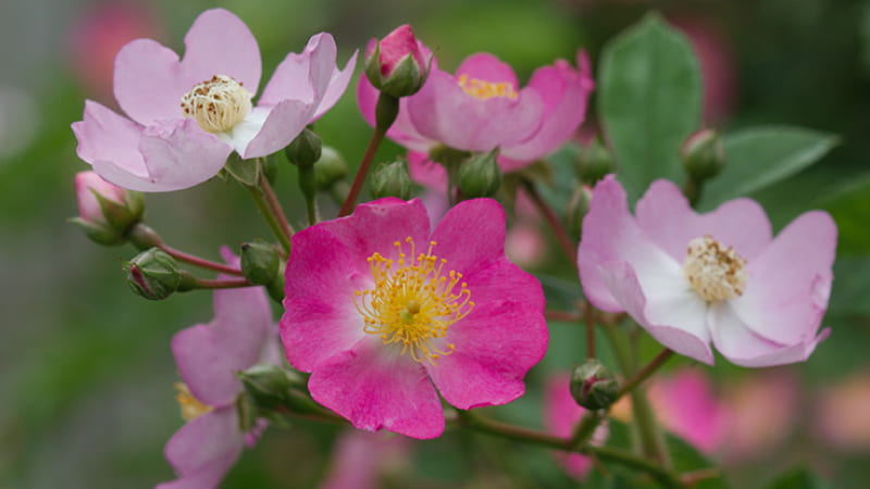 Hoa Tường Vi (Baby Rose): Lời tỏ tình chưa dám nói