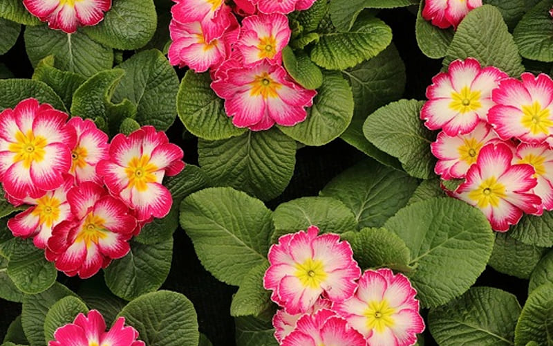 Hoa Anh Thảo (Primrose): "Tôi không thể sống thiếu bạn"