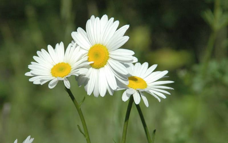 Hoa Cúc Dại (Daisy): "Yêu hay không yêu?"