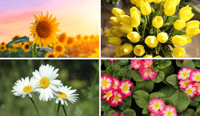 Hoa yêu thầm: 7 loài hoa thay lời trái tim đơn phương và nỗi niềm thầm kín