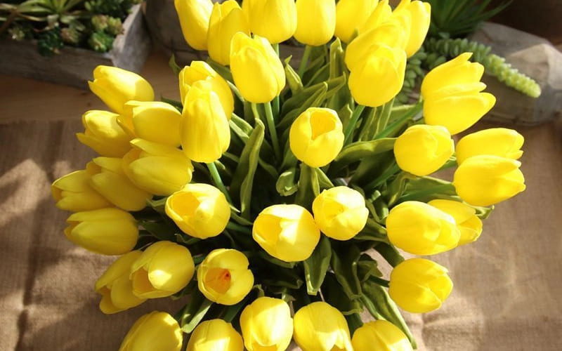 Hoa Tulip Vàng: Tình yêu vô vọng